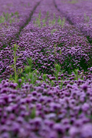 A purple field of blooming chives in the Sleza Landscape Park at the foot of the Sleza Mountain, in south-western Poland, Europe.の写真素材