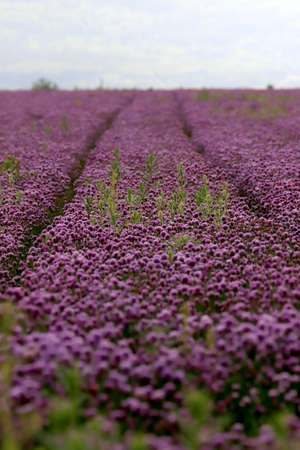 A purple field of blooming chives in the Sleza Landscape Park at the foot of the Sleza Mountain, in south-western Poland, Europe.の写真素材