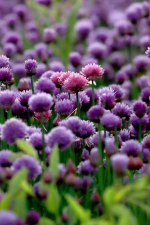 A purple field of blooming chives in the Sleza Landscape Park at the foot of the Sleza Mountain, in south-western Poland, Europe.の写真素材