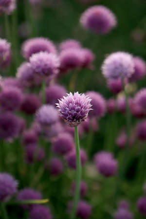 A purple field of blooming chives in the Sleza Landscape Park at the foot of the Sleza Mountain, in south-western Poland, Europe.の写真素材