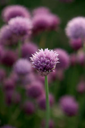 A purple field of blooming chives in the Sleza Landscape Park at the foot of the Sleza Mountain, in south-western Poland, Europe.の写真素材