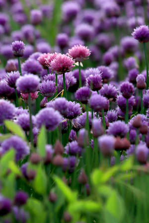 A purple field of blooming chives in the Sleza Landscape Park at the foot of the Sleza Mountain, in south-western Poland, Europe.の写真素材