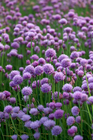 A purple field of blooming chives in the Sleza Landscape Park at the foot of the Sleza Mountain, in south-western Poland, Europe.の写真素材