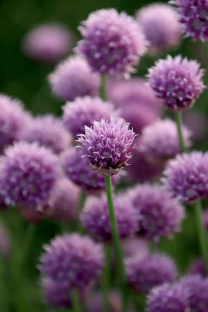 A purple field of blooming chives in the Sleza Landscape Park at the foot of the Sleza Mountain, in south-western Poland, Europe.の写真素材