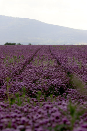 A purple field of blooming chives in the Sleza Landscape Park at the foot of the Sleza Mountain, in south-western Poland, Europe.の写真素材