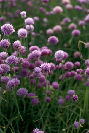A purple field of blooming chives in the Sleza Landscape Park at the foot of the Sleza Mountain, in south-western Poland, Europe.の写真素材