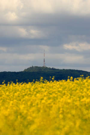 Sleza Mountain in may, surrounded by fields of flowering yellow rape. South-western Poland, Europe.の写真素材