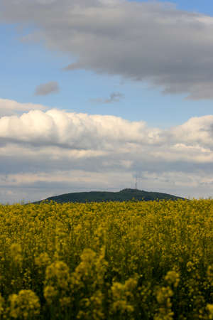 Sleza Mountain in may, surrounded by fields of flowering yellow rape. South-western Poland, Europe.の写真素材
