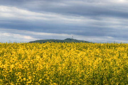 Sleza Mountain in may, surrounded by fields of flowering yellow rape. South-western Poland, Europe.の写真素材