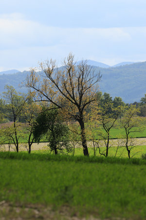 Sleza Landscape Park at the foot of the Sleza Mountain, in south-western Poland, Europe.の写真素材