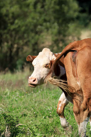The breeding of cows in Janowice Wielkie in the area of Rudawy Janowickie (Mountains in south-west Poland, Europe).の写真素材