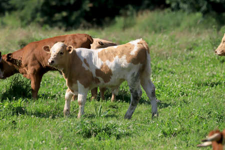 The breeding of cows in Janowice Wielkie in the area of Rudawy Janowickie (Mountains in south-west Poland, Europe).の写真素材