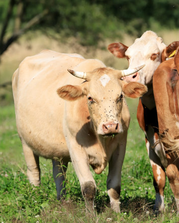 The breeding of cows in Janowice Wielkie in the area of Rudawy Janowickie (Mountains in south-west Poland, Europe).の写真素材