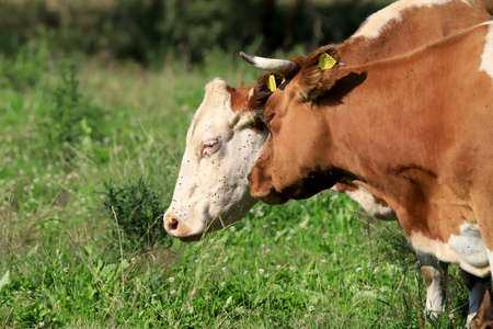 The breeding of cows in Janowice Wielkie in the area of Rudawy Janowickie (Mountains in south-west Poland, Europe).の写真素材