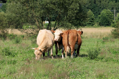 The breeding of cows in Janowice Wielkie in the area of Rudawy Janowickie (Mountains in south-west Poland, Europe).の写真素材