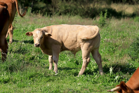 The breeding of cows in Janowice Wielkie in the area of Rudawy Janowickie (Mountains in south-west Poland, Europe).の写真素材
