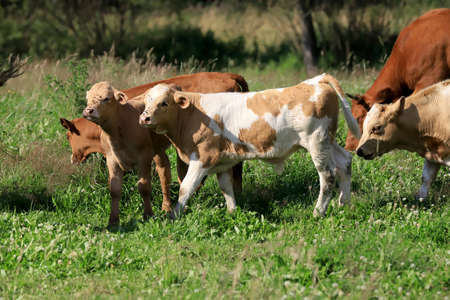 The breeding of cows in Janowice Wielkie in the area of Rudawy Janowickie (Mountains in south-west Poland, Europe).の写真素材