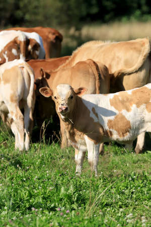 The breeding of cows in Janowice Wielkie in the area of Rudawy Janowickie (Mountains in south-west Poland, Europe).の写真素材