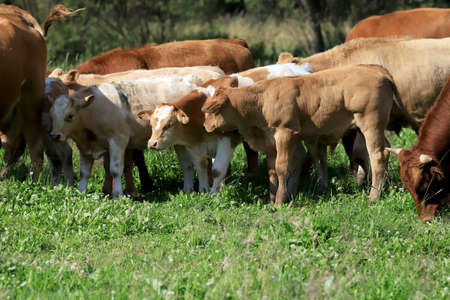 The breeding of cows in Janowice Wielkie in the area of Rudawy Janowickie (Mountains in south-west Poland, Europe).の写真素材