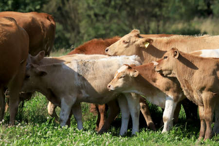 The breeding of cows in Janowice Wielkie in the area of Rudawy Janowickie (Mountains in south-west Poland, Europe).の写真素材