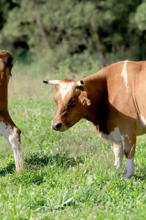 The breeding of cows in Janowice Wielkie in the area of Rudawy Janowickie (Mountains in south-west Poland, Europe).の写真素材