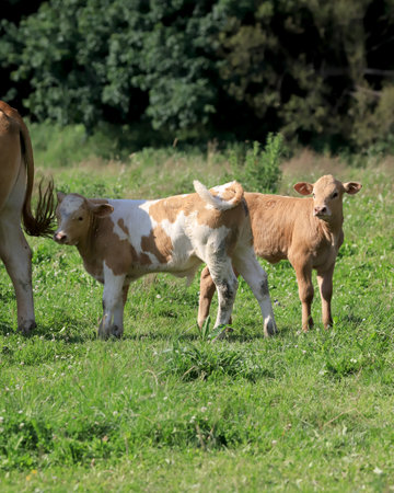 The breeding of cows in Janowice Wielkie in the area of Rudawy Janowickie (Mountains in south-west Poland, Europe).の写真素材