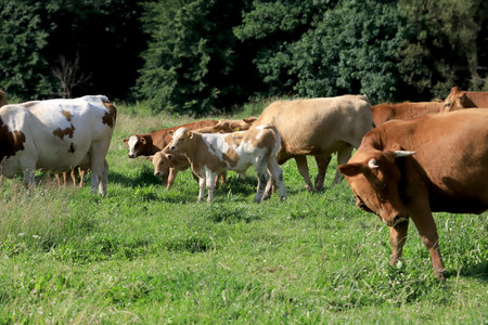 The breeding of cows in Janowice Wielkie in the area of Rudawy Janowickie (Mountains in south-west Poland, Europe).の写真素材