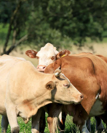 The breeding of cows in Janowice Wielkie in the area of Rudawy Janowickie (Mountains in south-west Poland, Europe).の写真素材
