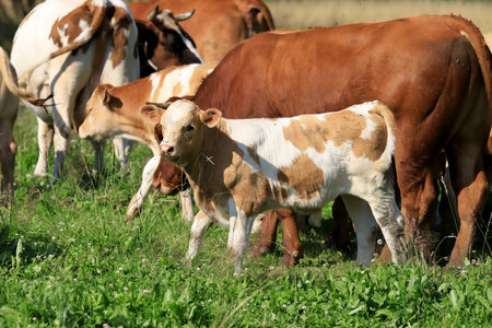 The breeding of cows in Janowice Wielkie in the area of Rudawy Janowickie (Mountains in south-west Poland, Europe).の写真素材