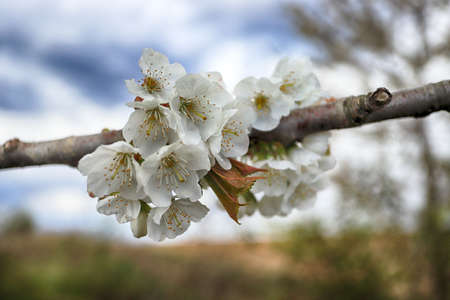 Flowering tree in late April in Poland.の写真素材