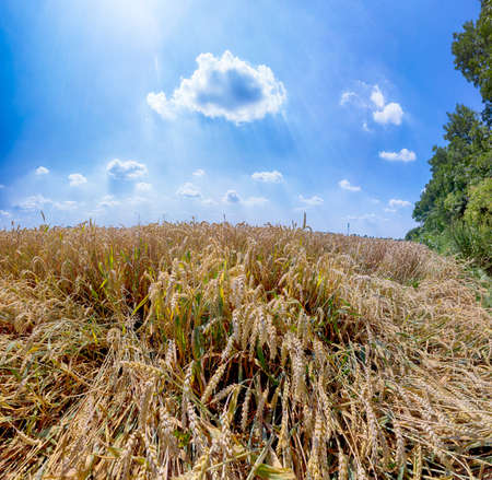 Grain field on a sunny summer day.の写真素材