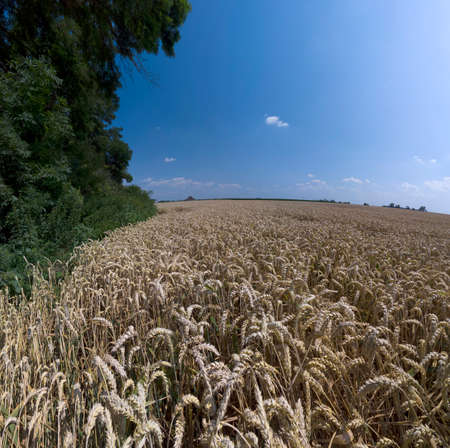 Grain field on a sunny summer day.の写真素材