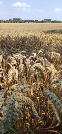 Grain field on a sunny summer day.の写真素材