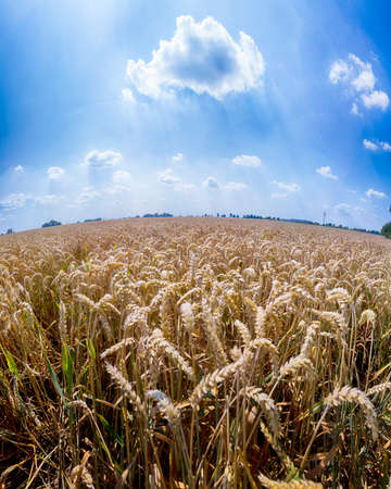 Grain field on a sunny summer day.の写真素材