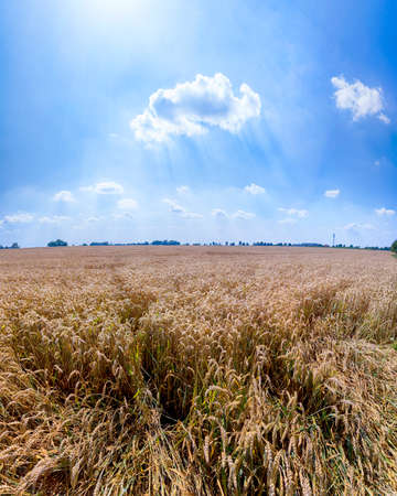 Grain field on a sunny summer day.の写真素材