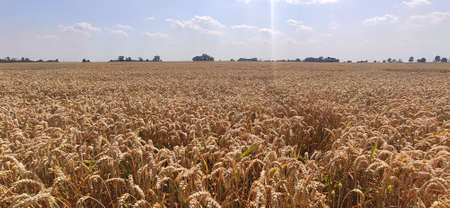 Grain field on a sunny summer day.の写真素材