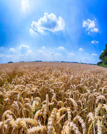 Grain field on a sunny summer day.の写真素材