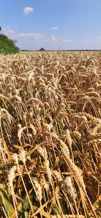 Grain field on a sunny summer day.の写真素材