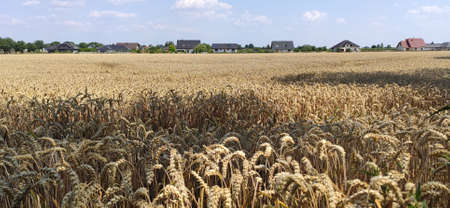 Grain field on a sunny summer day.の写真素材