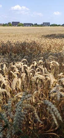 Grain field on a sunny summer day.の写真素材
