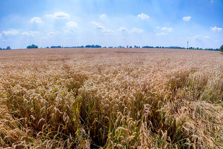 Grain field on a sunny summer day.の写真素材
