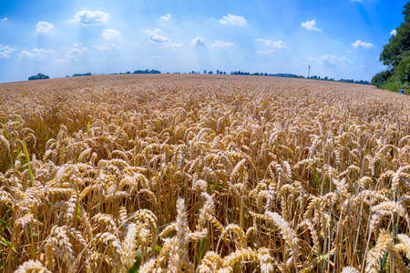 Grain field on a sunny summer day.の写真素材
