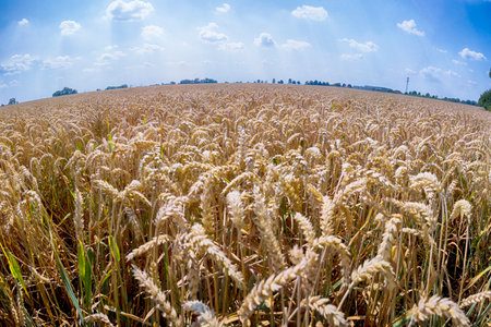 Grain field on a sunny summer day.の写真素材