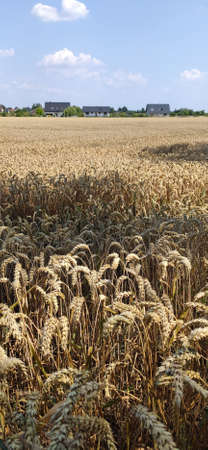 Grain field on a sunny summer day.の写真素材