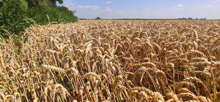 Grain field on a sunny summer day.の写真素材