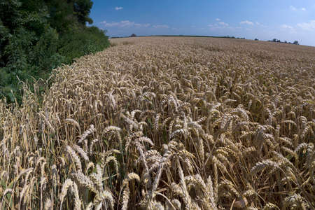 Grain field on a sunny summer day.の写真素材