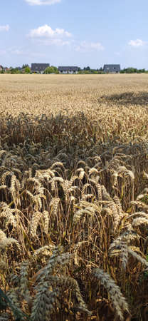 Grain field on a sunny summer day.の写真素材