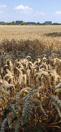 Grain field on a sunny summer day.の写真素材