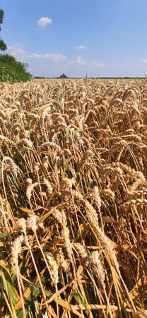 Grain field on a sunny summer day.の写真素材