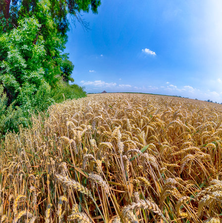 Grain field on a sunny summer day.の写真素材